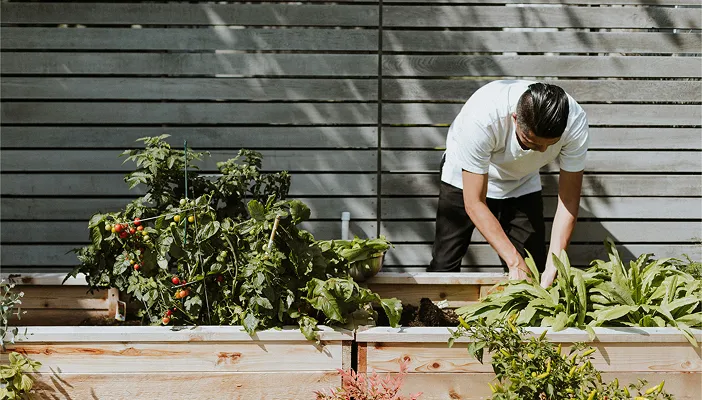 A man tending a raised garden bed